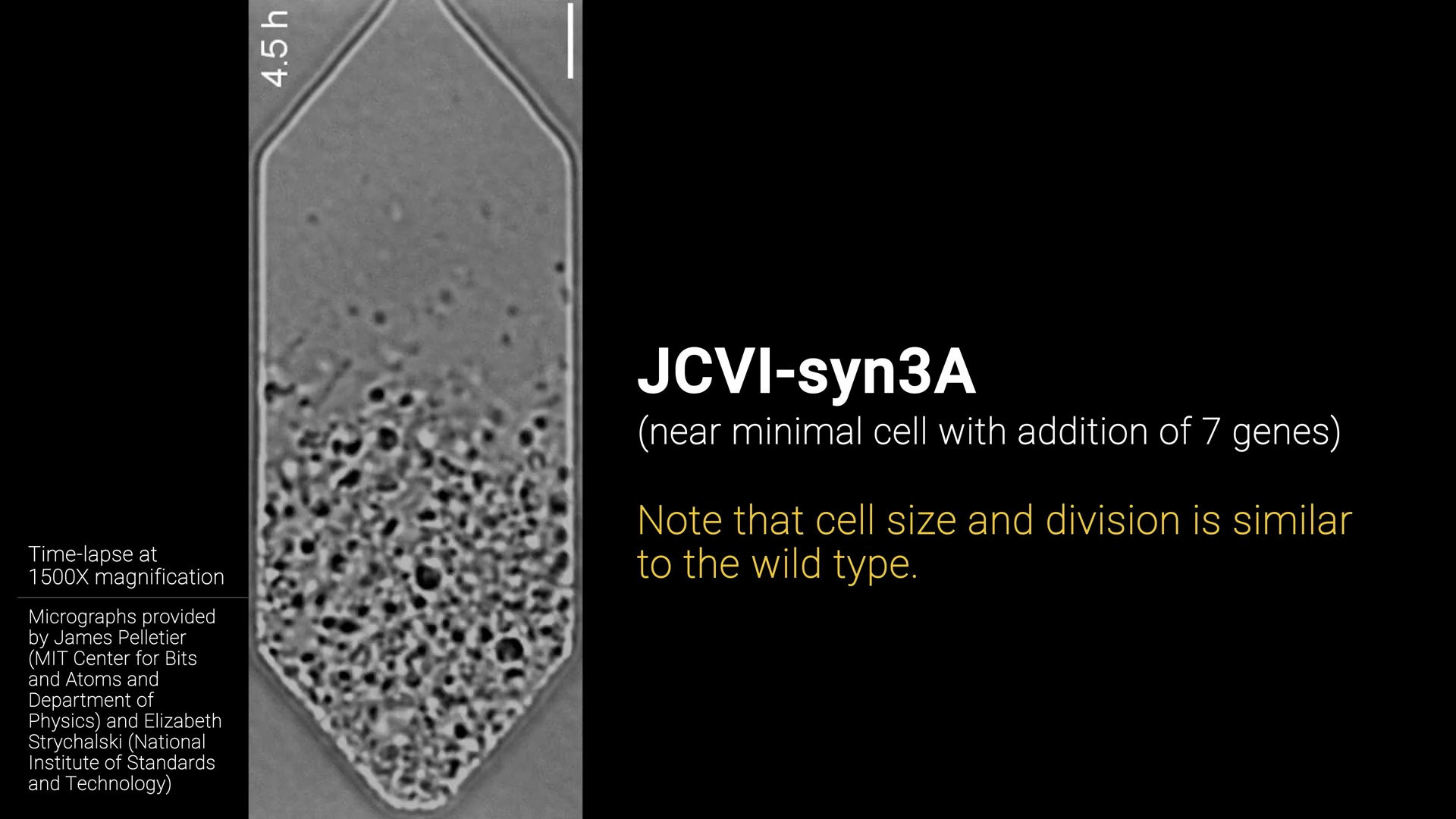 JCVI-syn3A